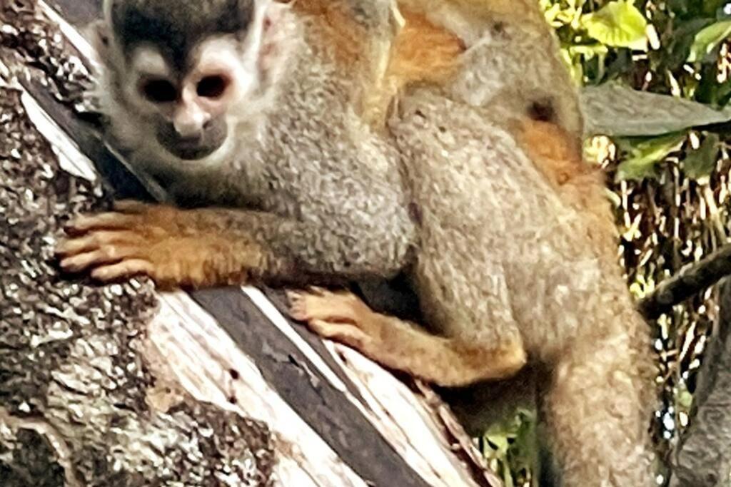 An Abundance Of Wildlife At Jungle Glory Home Abajo Manuel Antonio Εξωτερικό φωτογραφία