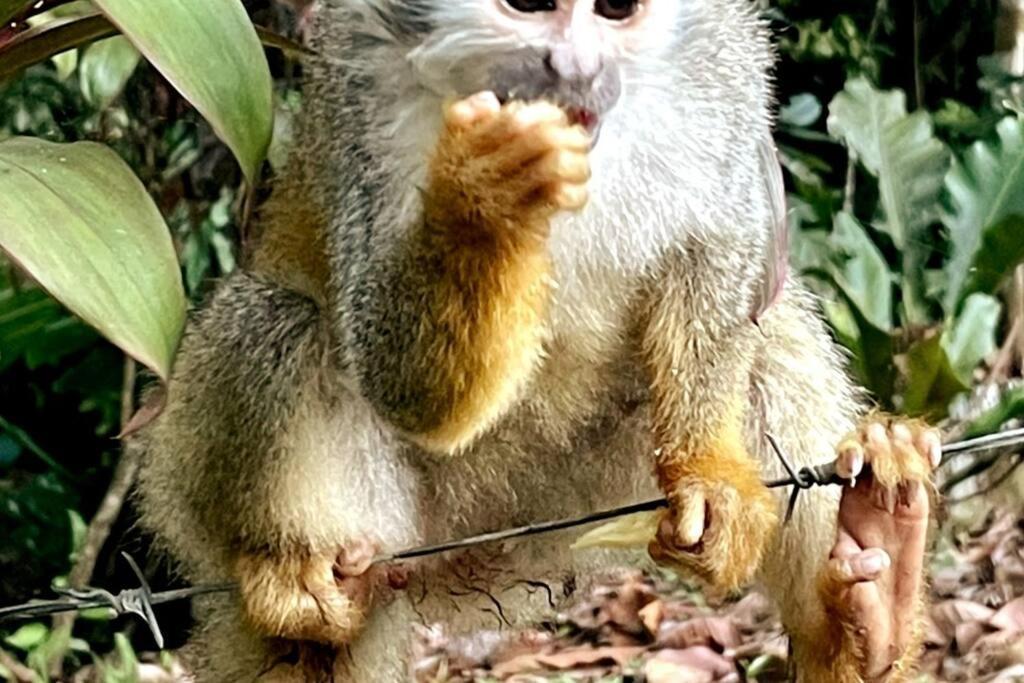 An Abundance Of Wildlife At Jungle Glory Home Abajo Manuel Antonio Εξωτερικό φωτογραφία
