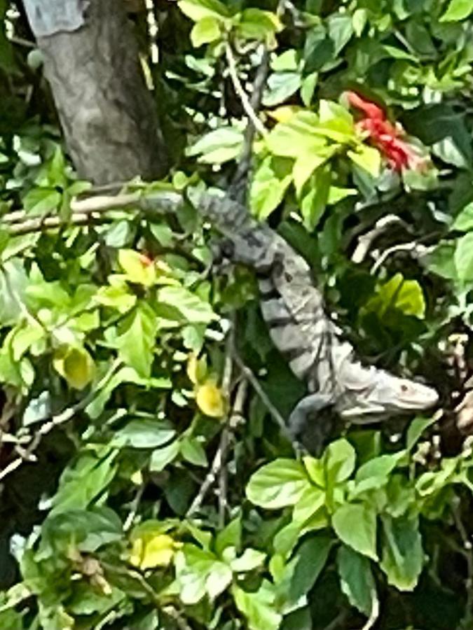 An Abundance Of Wildlife At Jungle Glory Home Abajo Manuel Antonio Εξωτερικό φωτογραφία