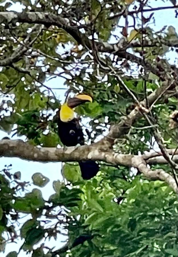 An Abundance Of Wildlife At Jungle Glory Home Abajo Manuel Antonio Εξωτερικό φωτογραφία