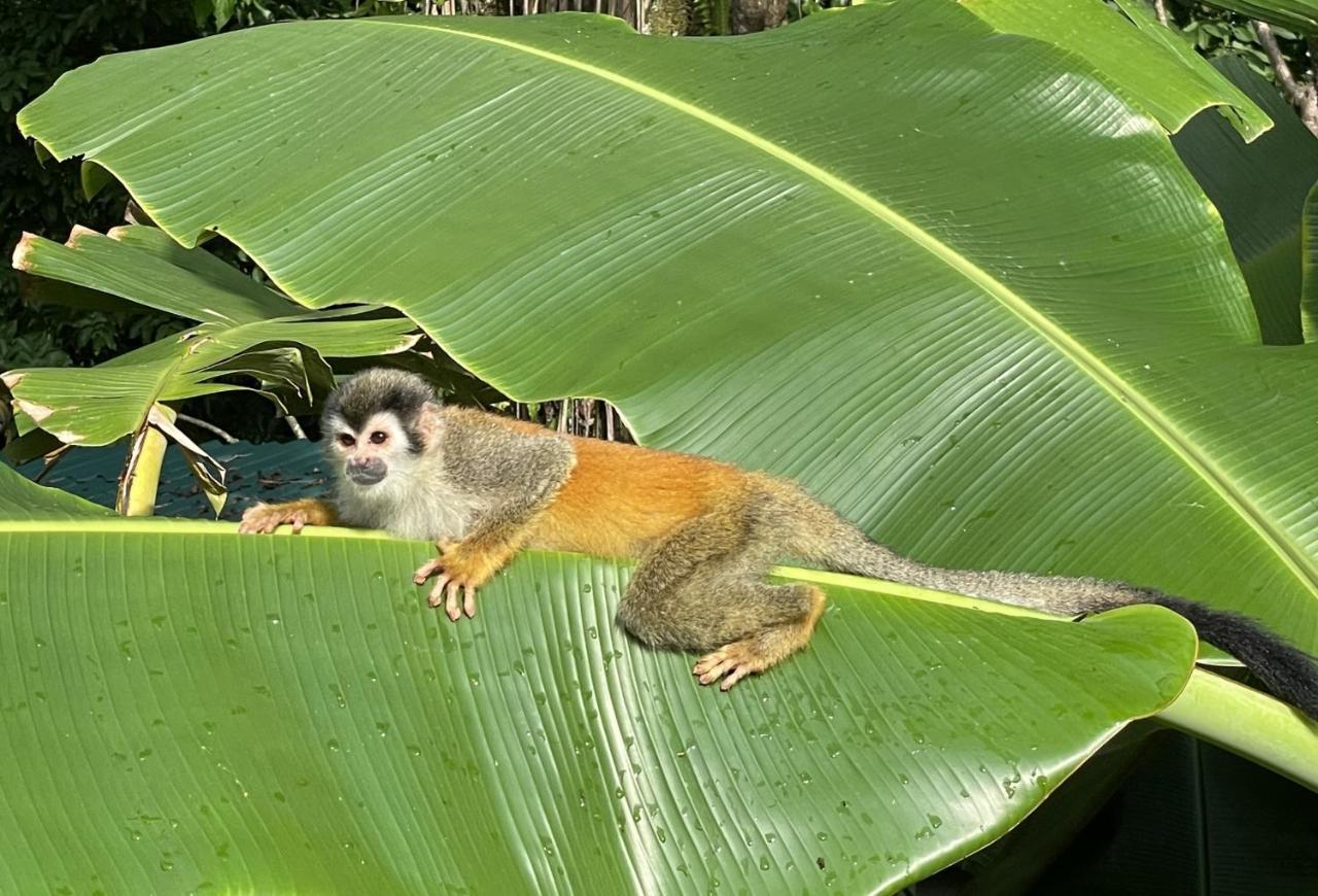 An Abundance Of Wildlife At Jungle Glory Home Abajo Manuel Antonio Εξωτερικό φωτογραφία