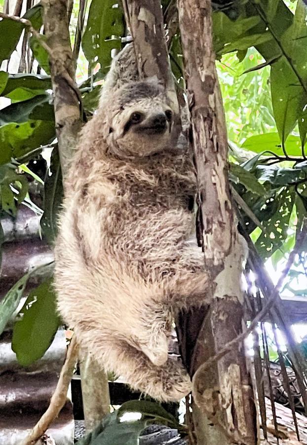 An Abundance Of Wildlife At Jungle Glory Home Abajo Manuel Antonio Εξωτερικό φωτογραφία
