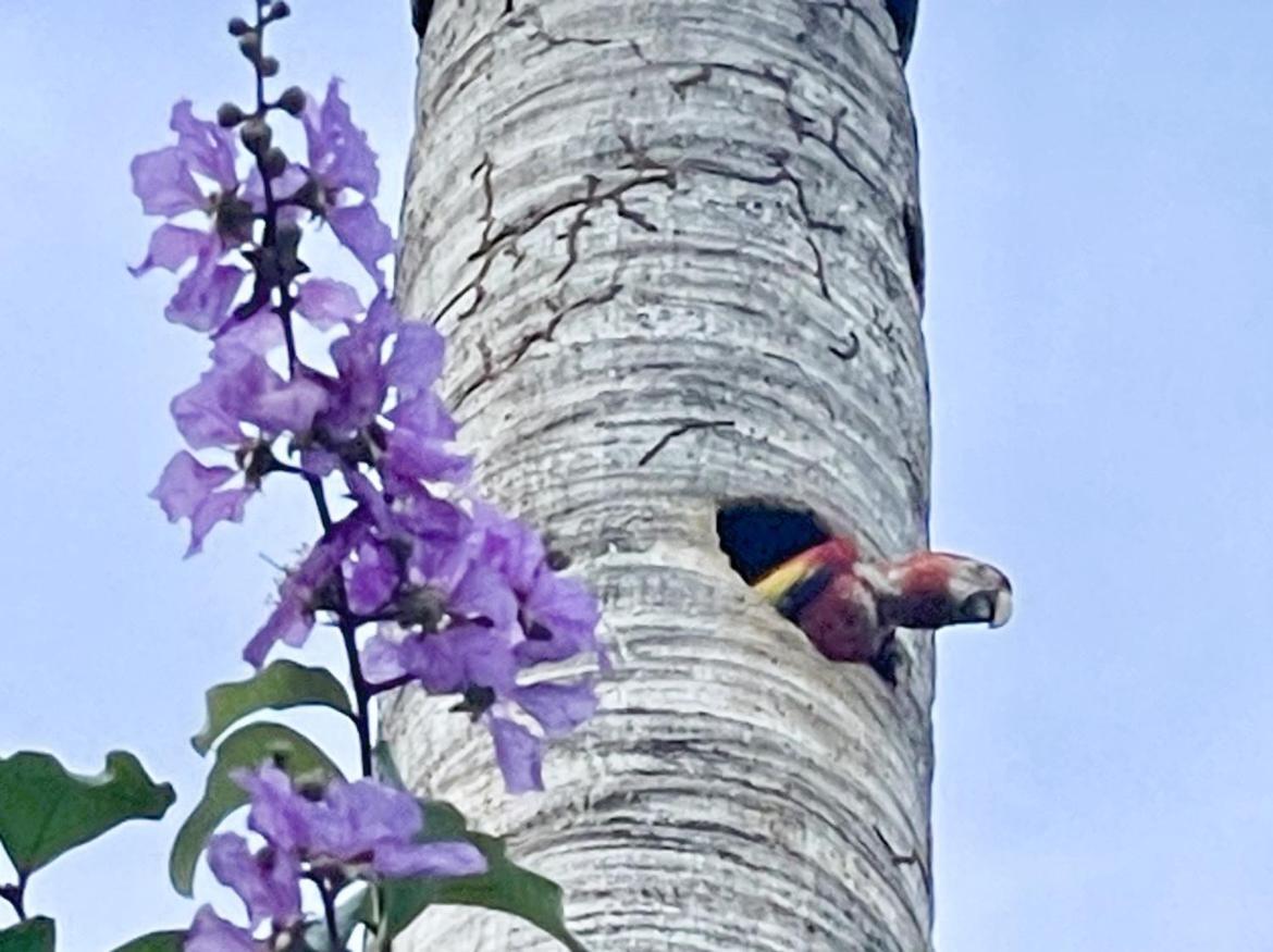 An Abundance Of Wildlife At Jungle Glory Home Abajo Manuel Antonio Εξωτερικό φωτογραφία