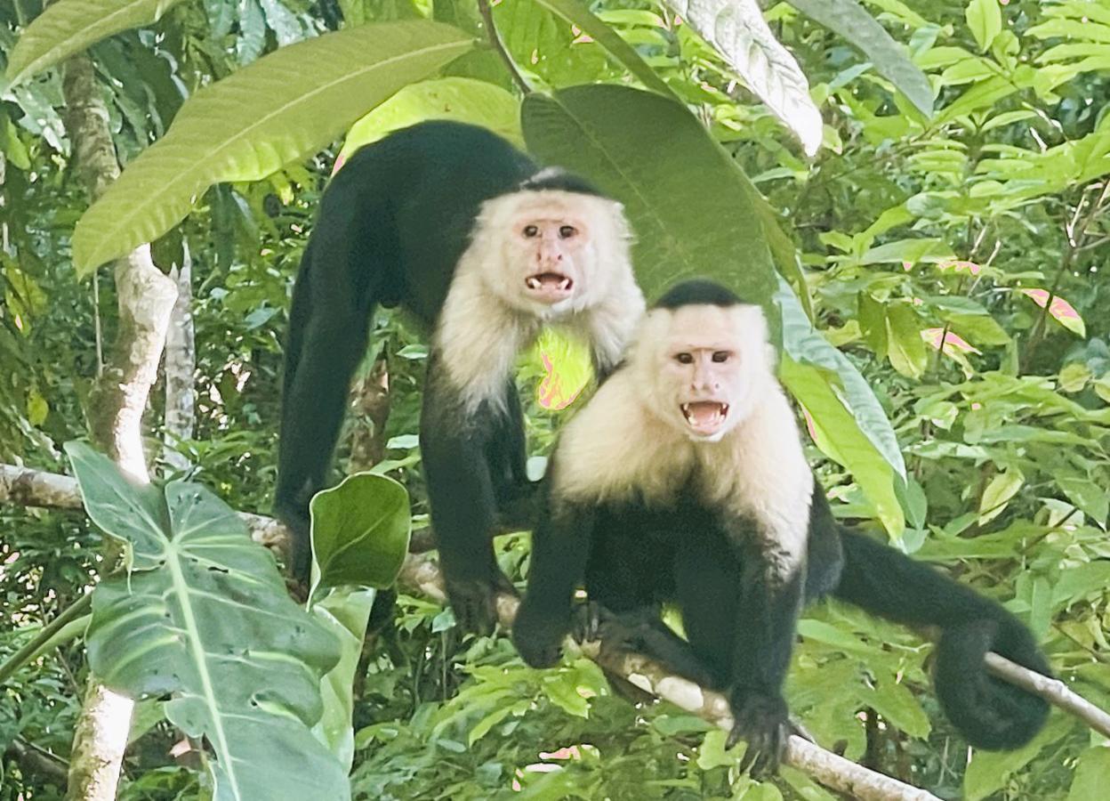 An Abundance Of Wildlife At Jungle Glory Home Abajo Manuel Antonio Εξωτερικό φωτογραφία