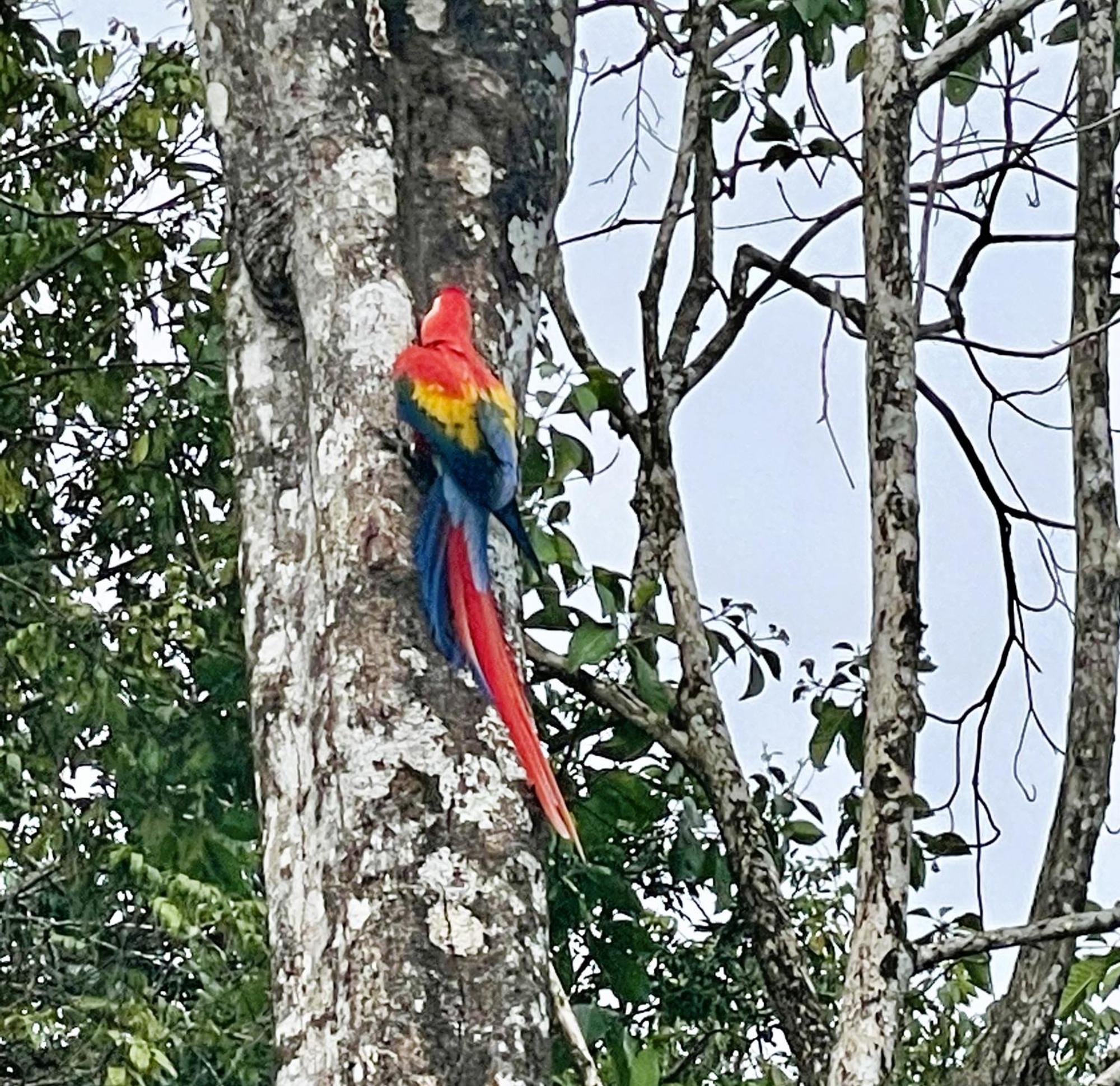 An Abundance Of Wildlife At Jungle Glory Home Abajo Manuel Antonio Εξωτερικό φωτογραφία