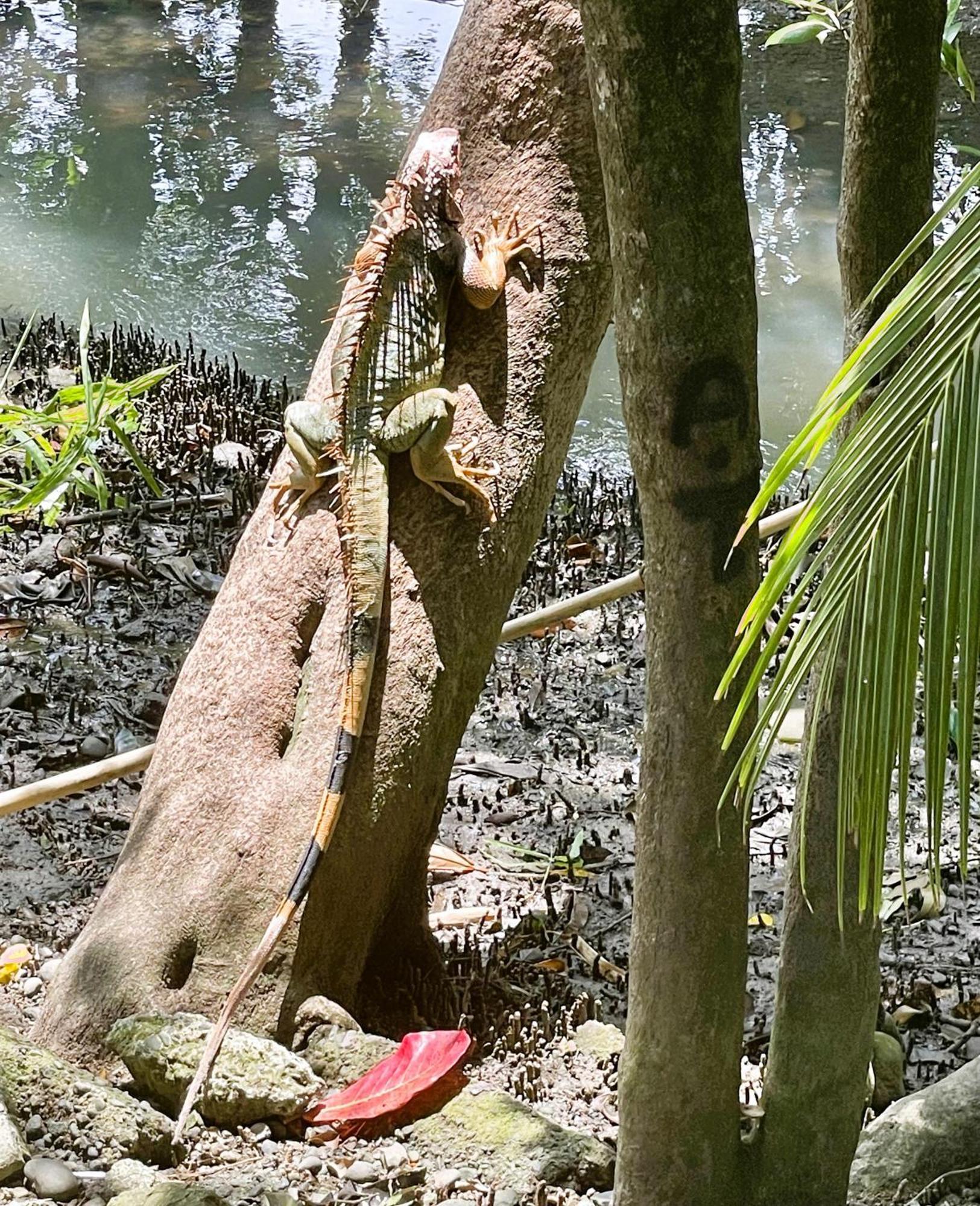 An Abundance Of Wildlife At Jungle Glory Home Abajo Manuel Antonio Εξωτερικό φωτογραφία