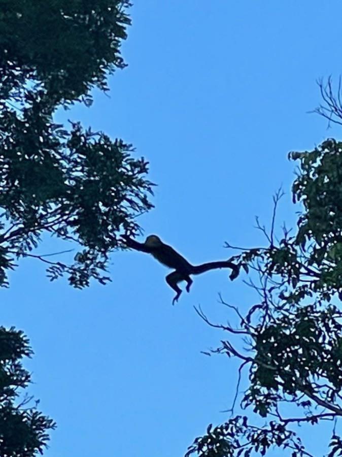 An Abundance Of Wildlife At Jungle Glory Home Abajo Manuel Antonio Εξωτερικό φωτογραφία