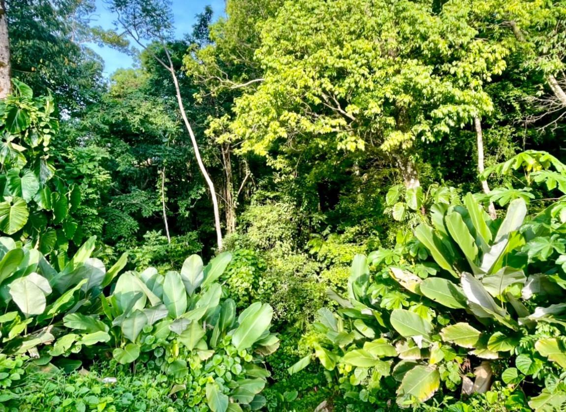 An Abundance Of Wildlife At Jungle Glory Home Abajo Manuel Antonio Εξωτερικό φωτογραφία