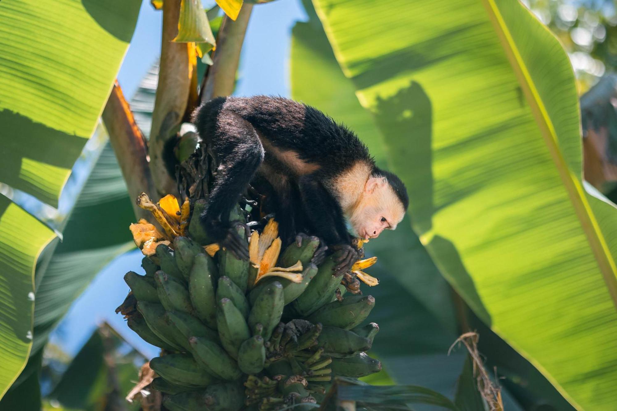 An Abundance Of Wildlife At Jungle Glory Home Abajo Manuel Antonio Εξωτερικό φωτογραφία