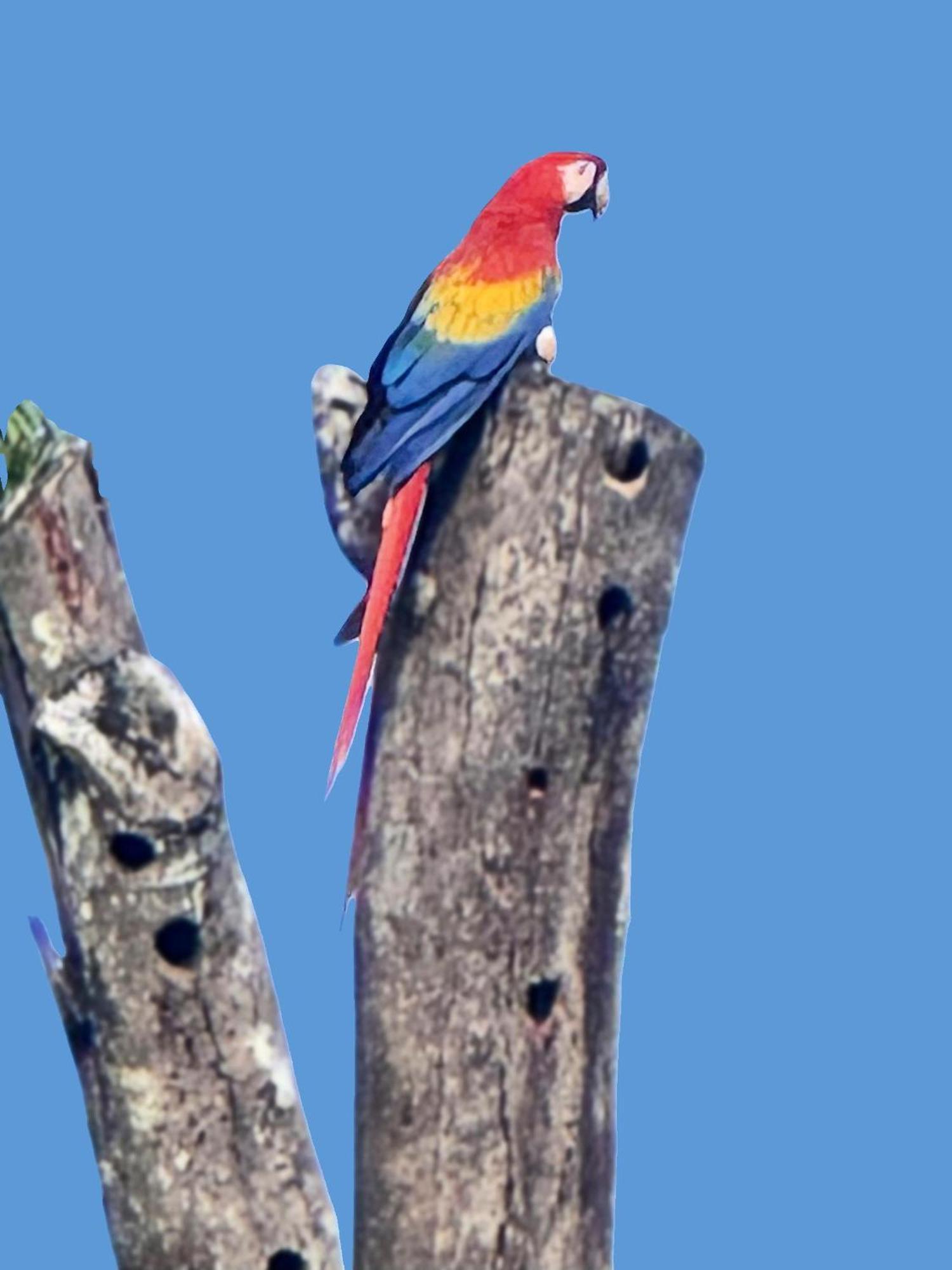 An Abundance Of Wildlife At Jungle Glory Home Abajo Manuel Antonio Εξωτερικό φωτογραφία
