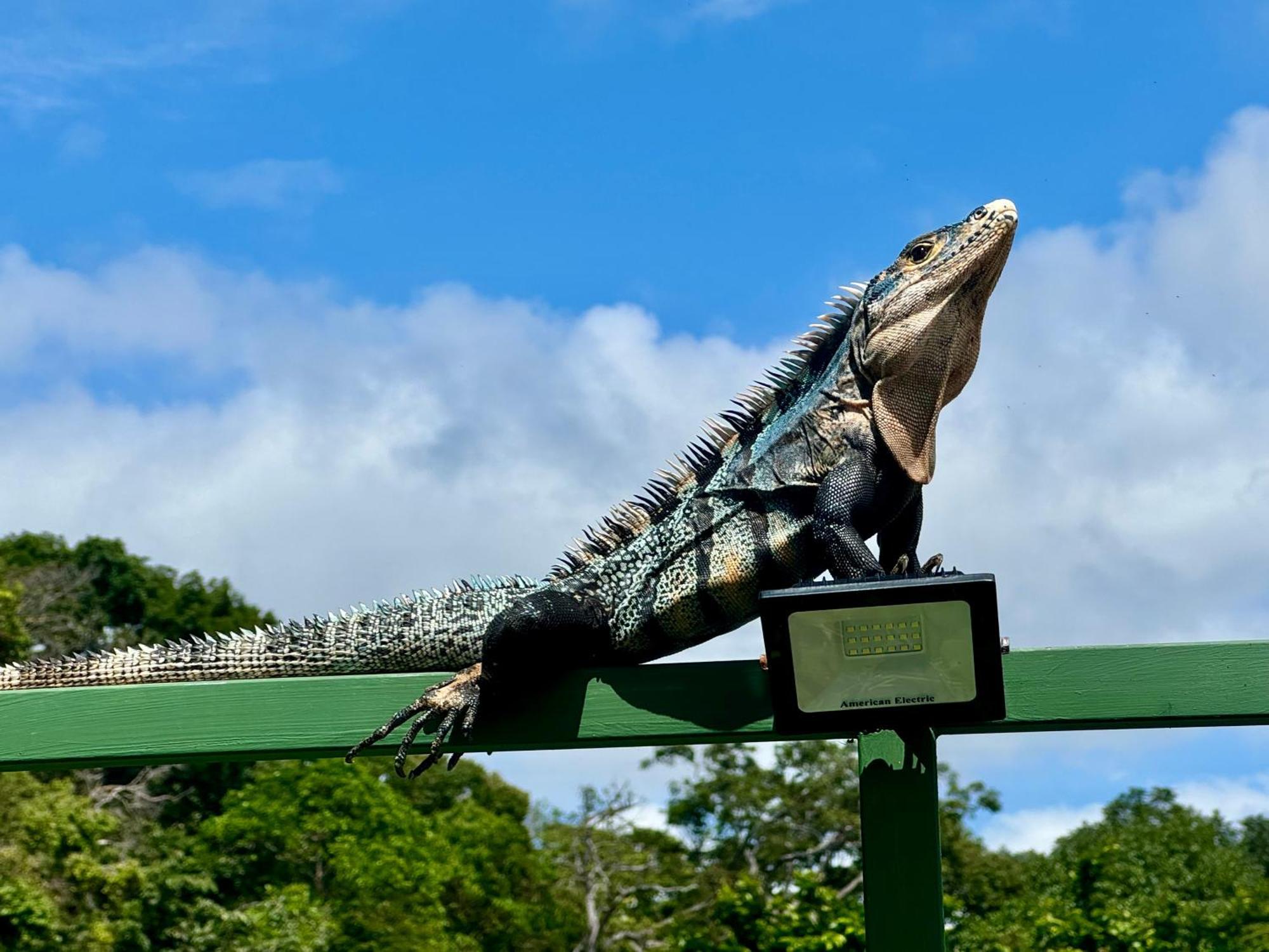 An Abundance Of Wildlife At Jungle Glory Home Abajo Manuel Antonio Εξωτερικό φωτογραφία
