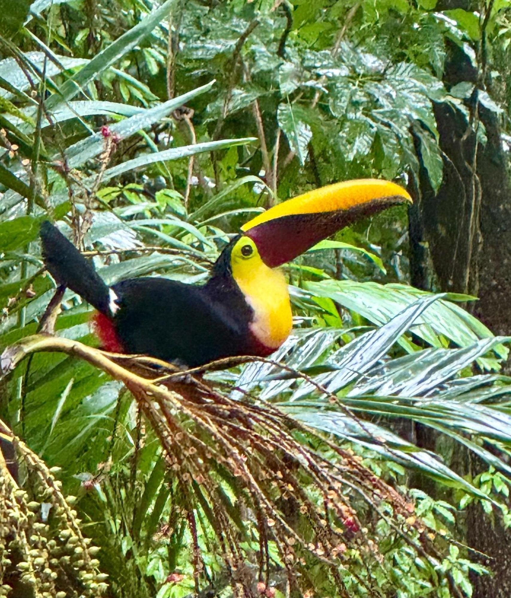 An Abundance Of Wildlife At Jungle Glory Home Abajo Manuel Antonio Εξωτερικό φωτογραφία